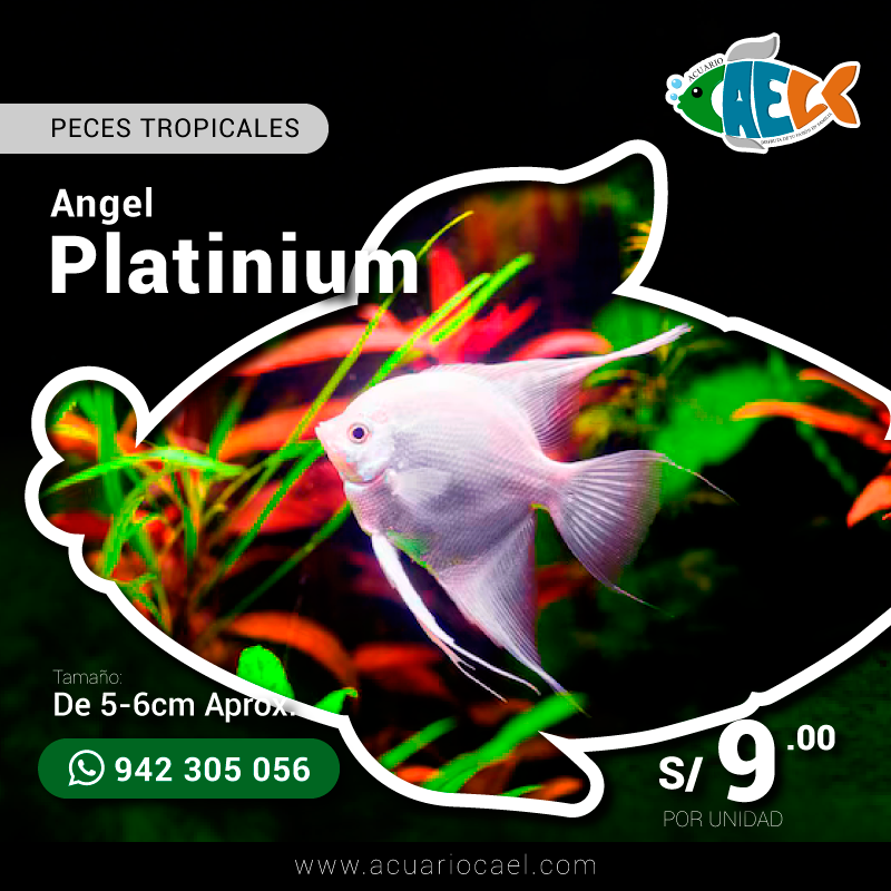 Angel Platinium