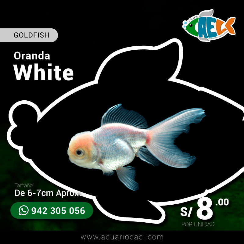 Goldfish Oranda White