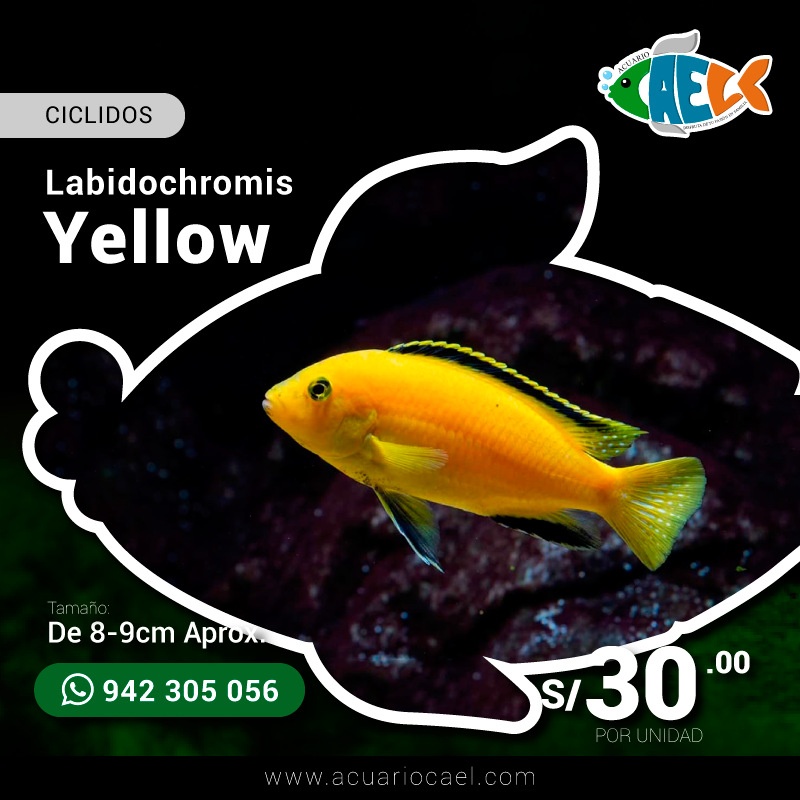 Labidochromis Yellow