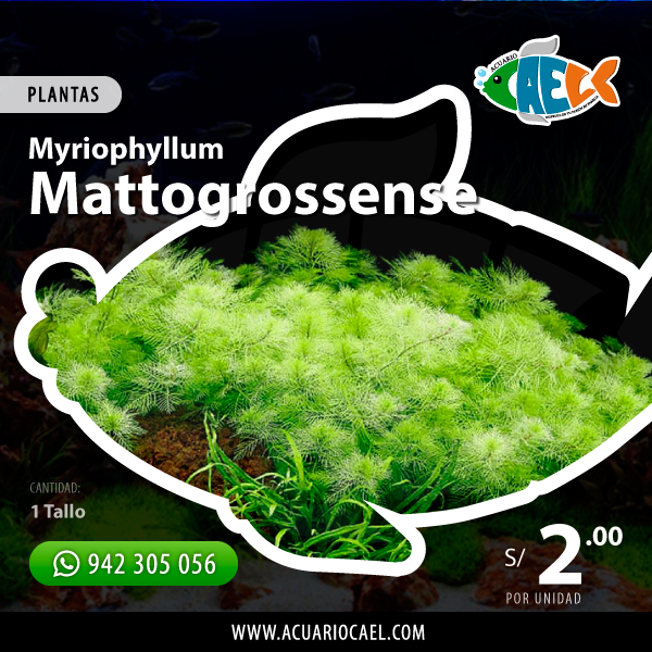 Mattogrossense (Unidad)