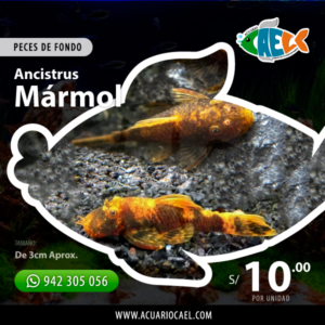 Ancistrus Mármol