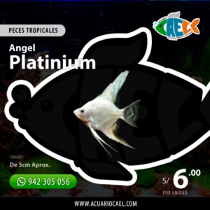 Angel Platinium