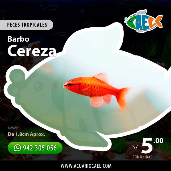Barbo Cereza