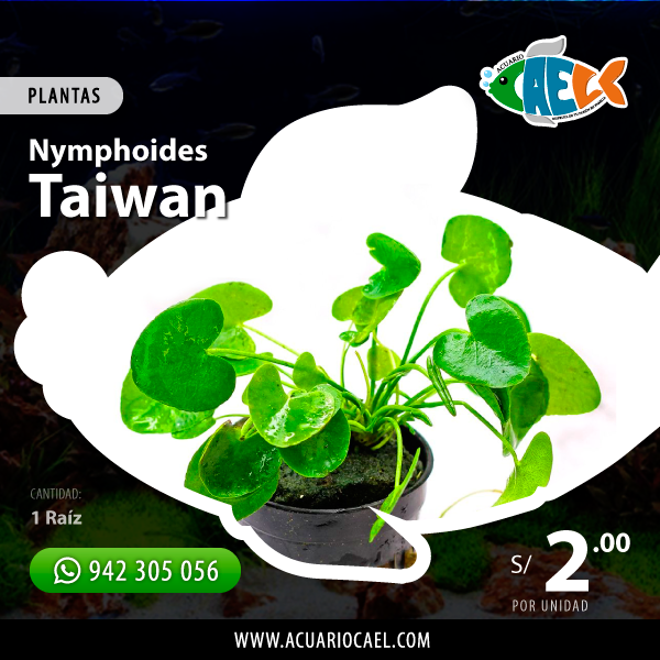 Nymphoides Taiwan (Unidad)