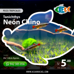 Neón Chino