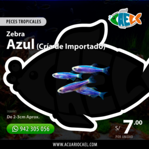 Zebrita Azul (Cría de Importado)