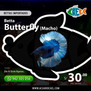 Betta HM Butterfly Blue (Macho)