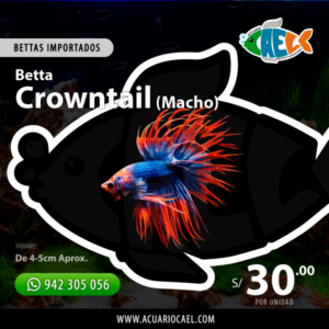 Betta Crowntail (Macho)