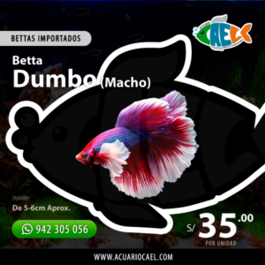 Betta Halfmoon Dumbo (Macho)