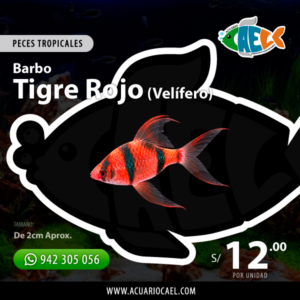 Barbo Tigre Rojo (Velífero)