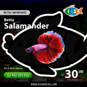 Betta Halfmoon Salamander (Macho)